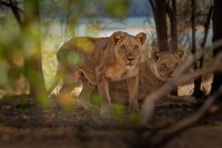 Lev pustinny - Panthera leo - Lion o1447-1